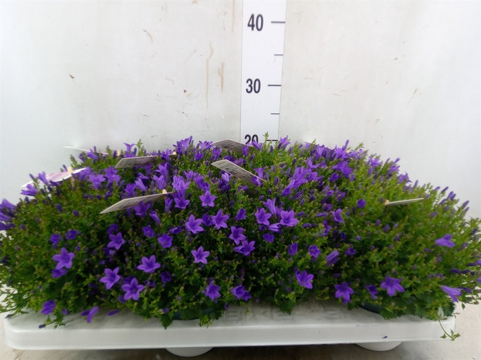 <h4>Campanula porten. 'Ambella In Prpl'</h4>