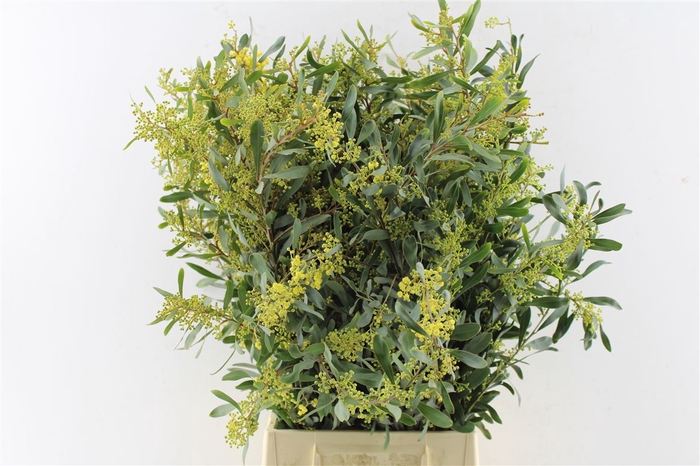<h4>Acacia Glauca</h4>