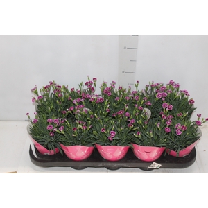 DIANTHUS PINK KISSES P11