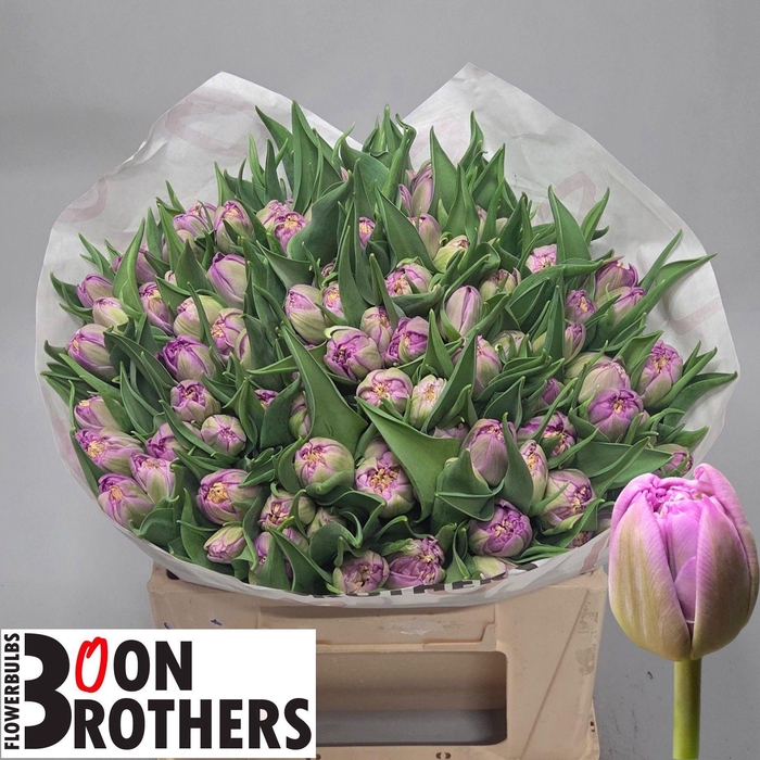 <h4>TU DU CASTELLA</h4>