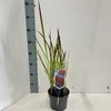 Imperata cylindrica Red