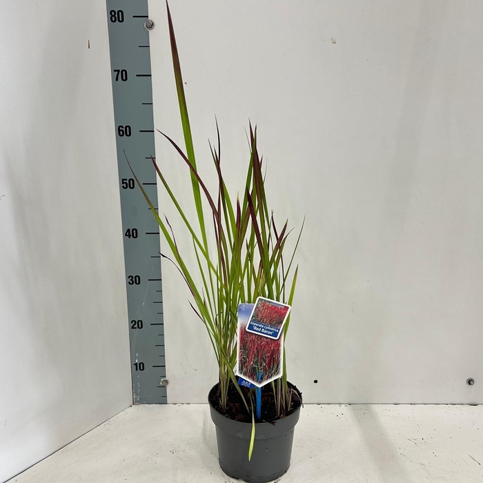 <h4>Imperata cylindrica Red</h4>