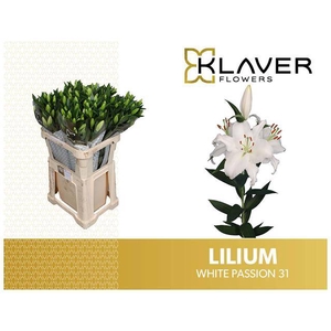 LI OR WHITE PASSION 3KP