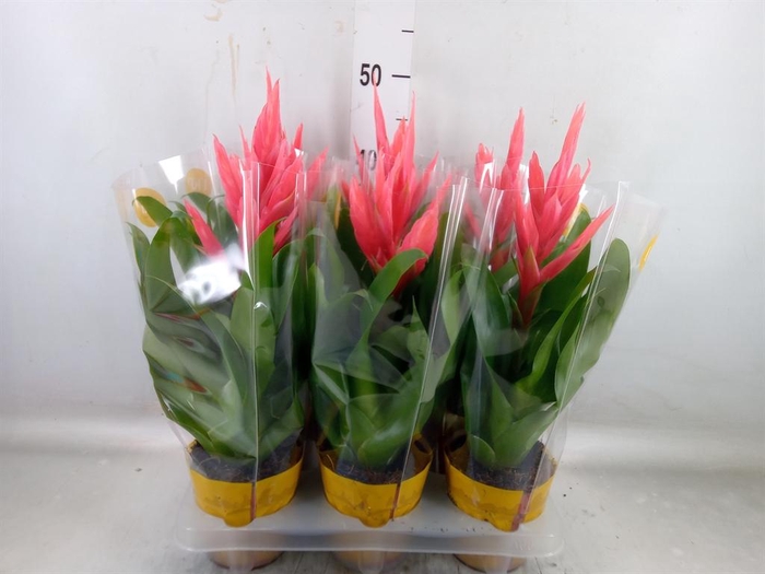 <h4>Tillandsia 'Ziva'</h4>