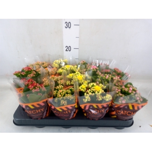 Kalanchoe blos.   ..rosebud mix  5