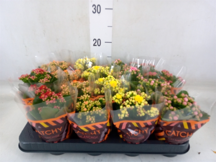 <h4>Kalanchoe blos.   ..rosebud mix  5</h4>