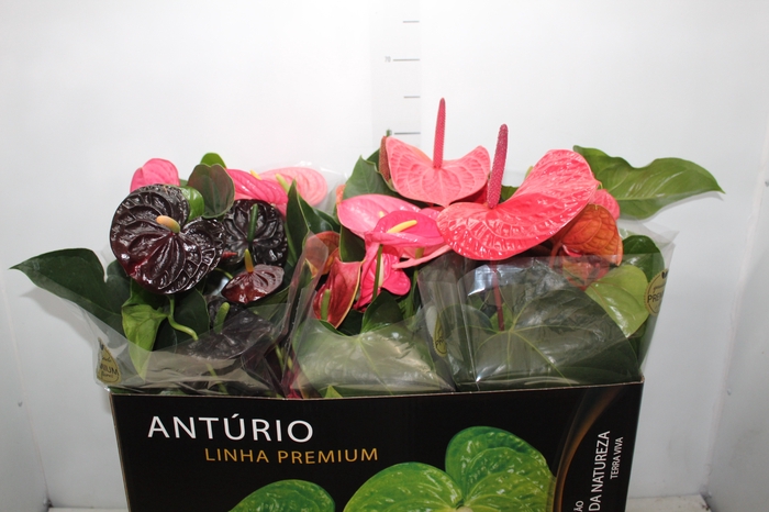 <h4>ANTHURIUM VARIADO P17 PREMIUM</h4>