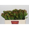 Leucadendron Laurel Yellow