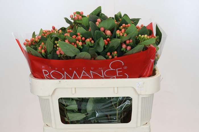 Hypericum Mellow Romance Spray