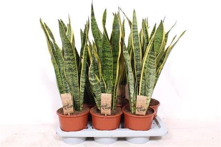 <h4>Sansevieria Laurentii</h4>