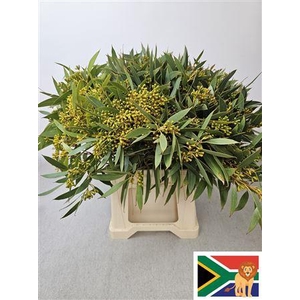 Euc Populus Bes Afri 60 Cm