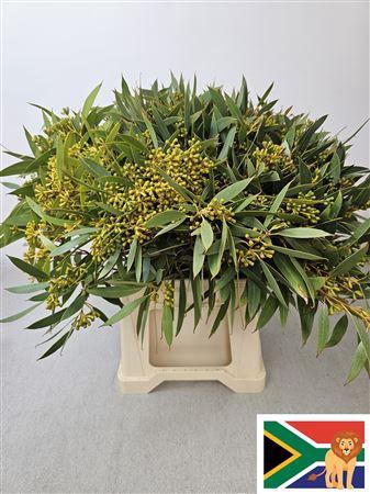 <h4>Euc Populus Bes Afri 60 Cm</h4>