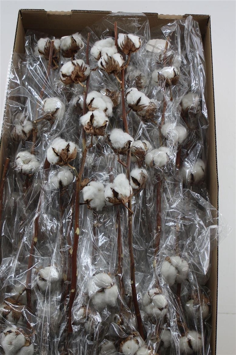 <h4>Gos Hirsutum Wit 10+</h4>