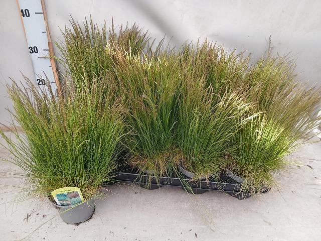 <h4>FEST AMETHYSTINA</h4>