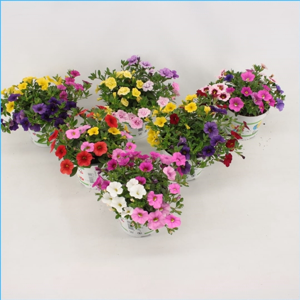 <h4>Calibrachoa Trixi Mixlaag</h4>