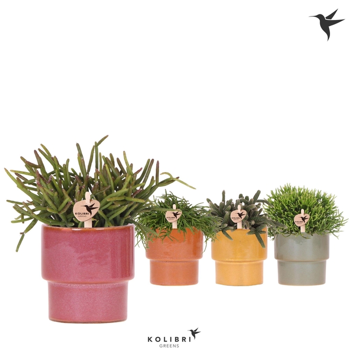 <h4>Kolibri Greens Rhipsalis mix in Timeless pot mix</h4>