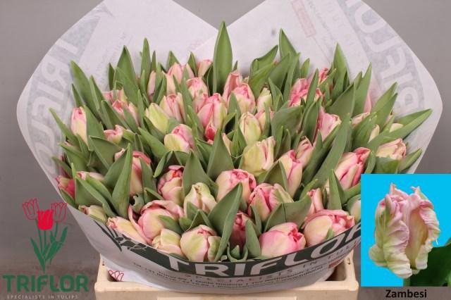 <h4>TU PA ZAMBESI</h4>