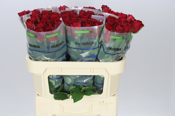 <h4>Rosa Gr Madam Red</h4>