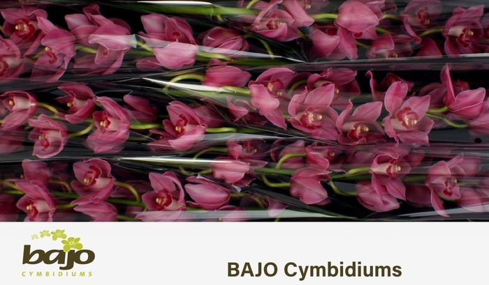 <h4>CYMB T VALENTINE</h4>