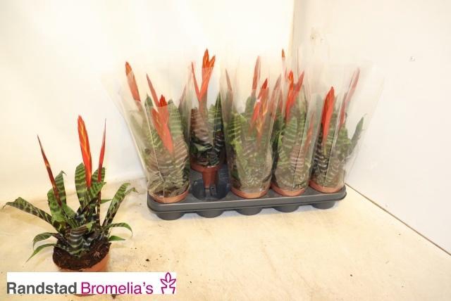 <h4>VRIES SPLENRIET</h4>