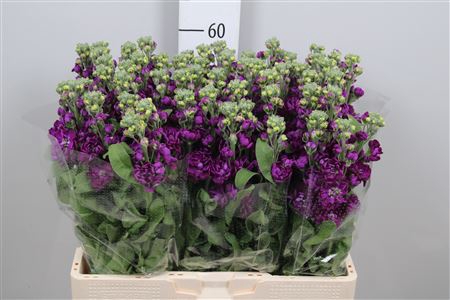 <h4>Matth Debora</h4>