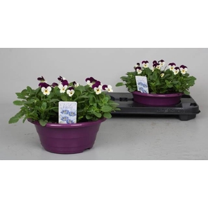 VIO CO PP VIOL  & WH