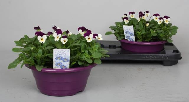 <h4>VIO CO PP VIOL  & WH</h4>