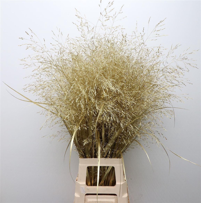 <h4>Siergras Klb Goud</h4>