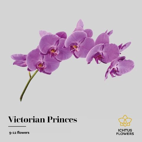 <h4>Phalaenopsis Victorian Princess 9</h4>