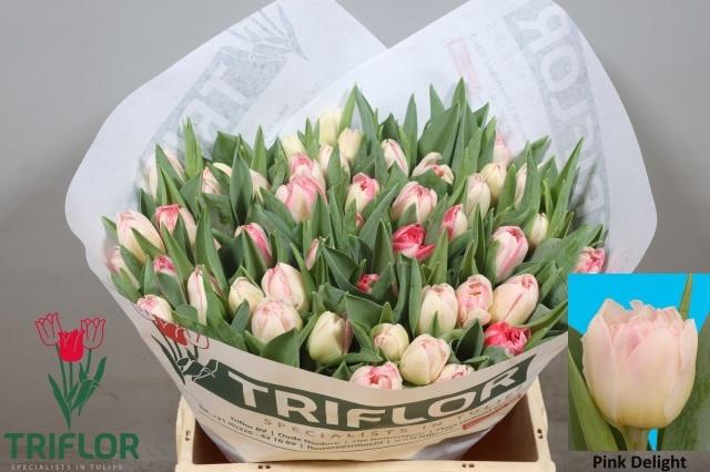 <h4>TU DU PINK DELIGHT</h4>