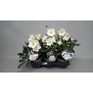 Helleborus niger 'Diva'