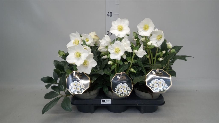 <h4>Helleborus niger 'Diva'</h4>