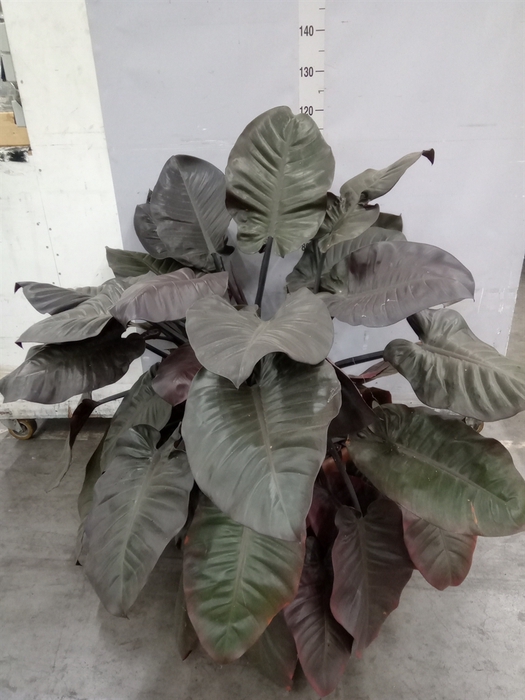 <h4>Philodendron   ...</h4>