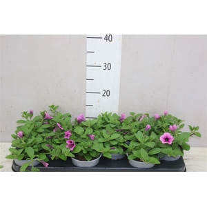 Petunia Pink Vein