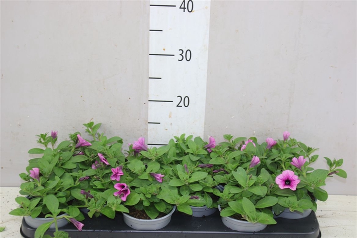 <h4>Petunia Pink Vein</h4>