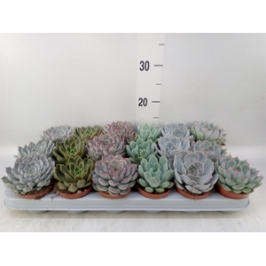 Echeveria   ...mix