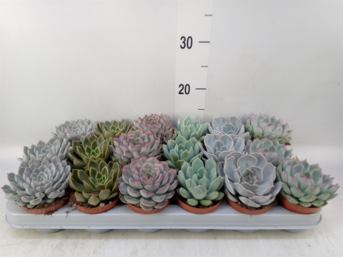 <h4>Echeveria   ...mix</h4>