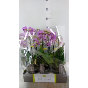 Phalaenopsis multi.   ...rose