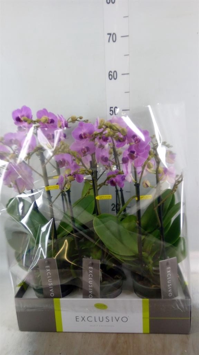 <h4>Phalaenopsis multi.   ...rose</h4>