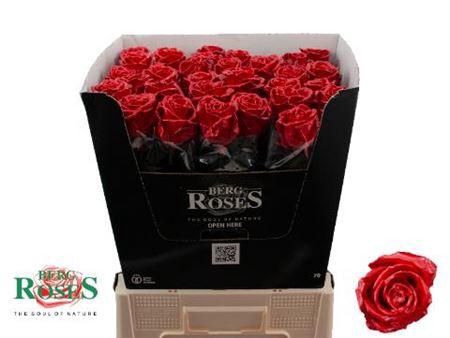 <h4>R Gr Rood Gewaxt</h4>