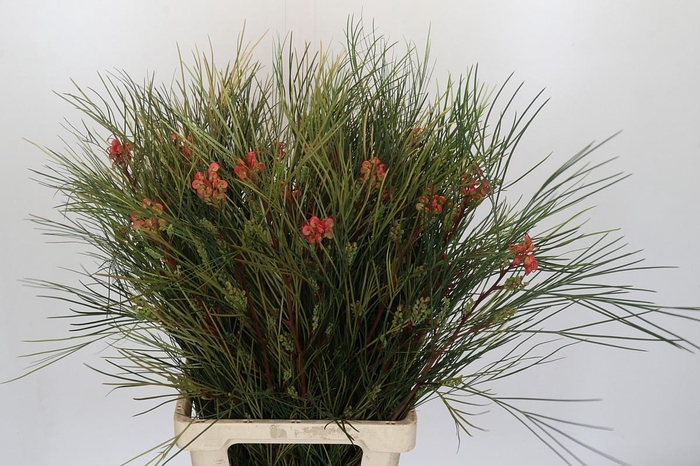 <h4>Grevillea Johnsonii</h4>