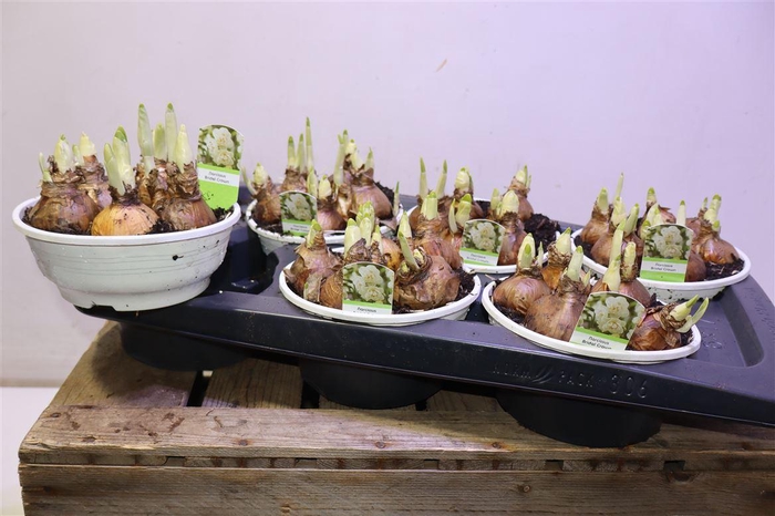 <h4>Narc D Bridal Crown</h4>