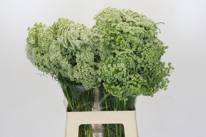 <h4>Ammi Visnaga</h4>