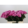 Dahlia Annamarie