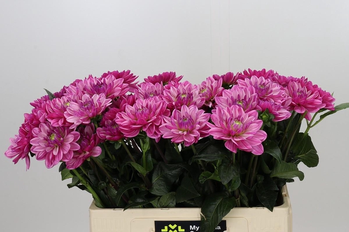 <h4>Dahlia Annamarie</h4>