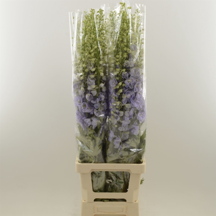 <h4>Delphinium double Aurora Lavender</h4>