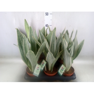 Sansevieria cyl.  ...