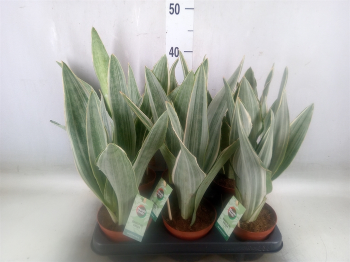 <h4>Sansevieria cyl.  ...</h4>