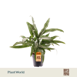 Aglaonema Cutlass