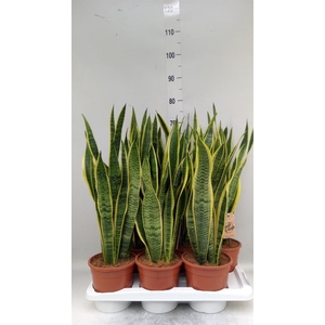 Sansevieria trifa. 'Laurentii'